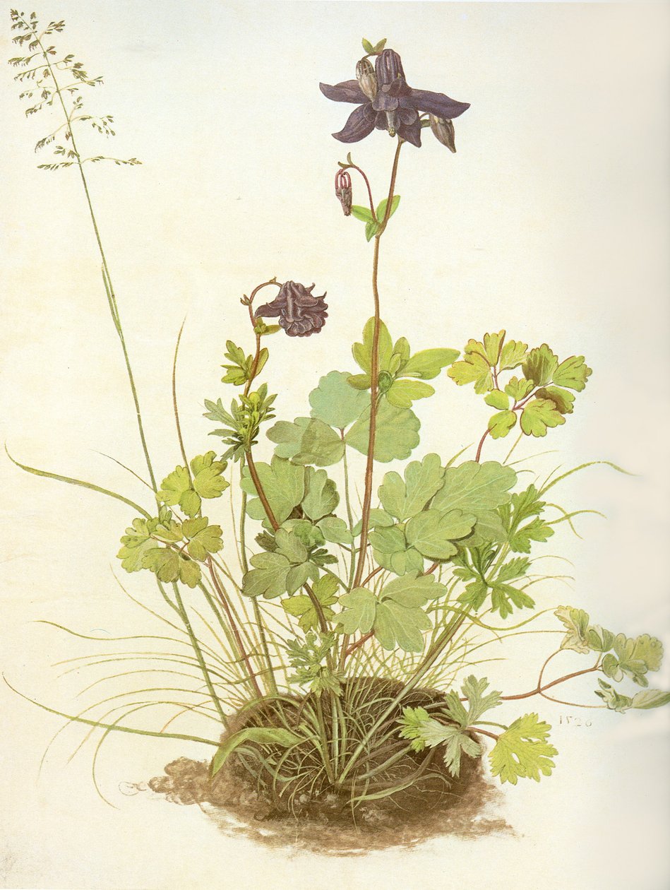 Albrecht D Akelei von Albrecht Dürer