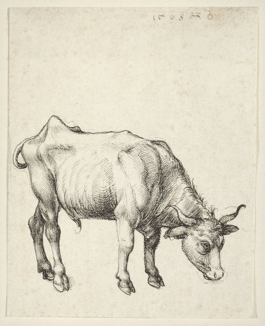 Junger Stier von Albrecht Dürer