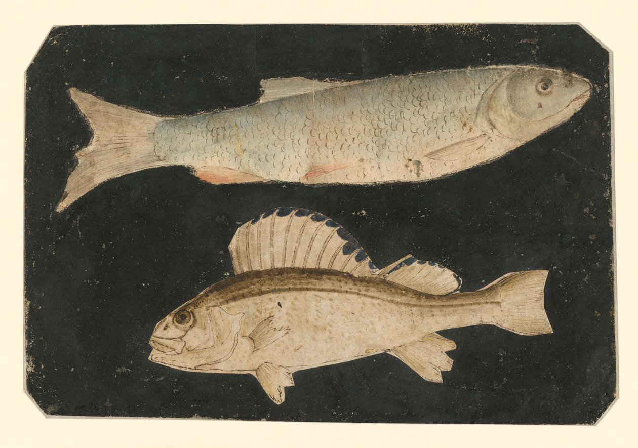 Zwei Fische übereinander (Forelle und Knorrfisch) von Albrecht Dürer