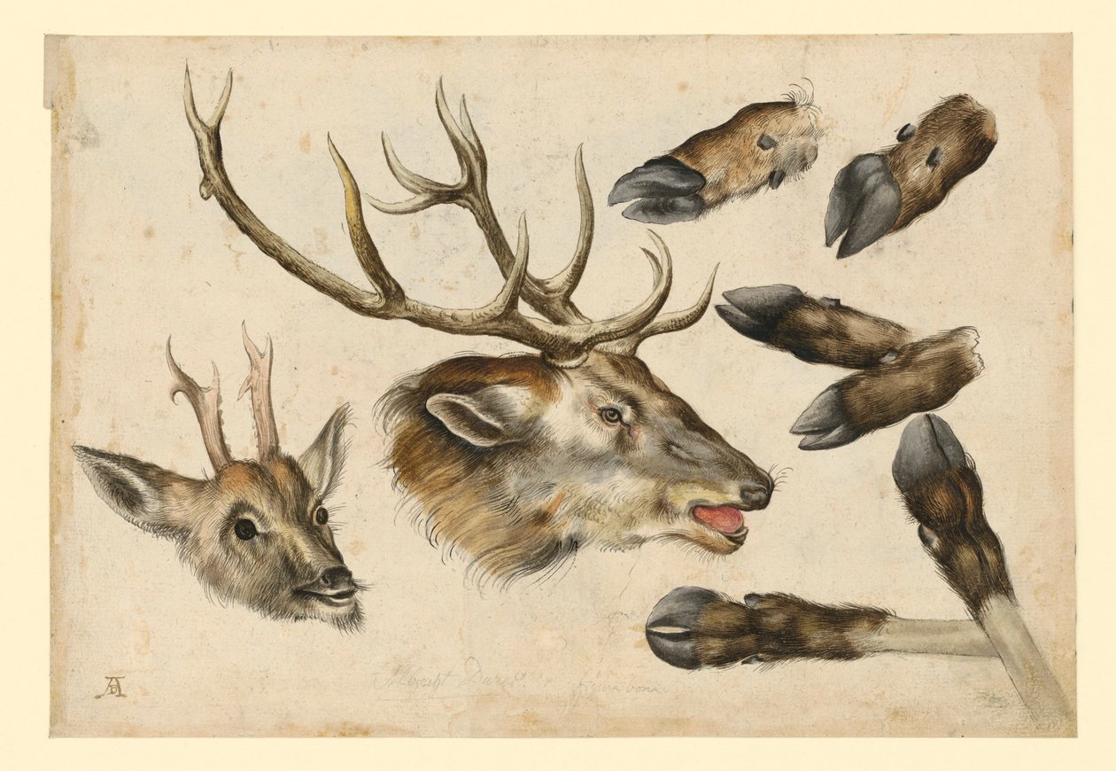 Zwei Hirschköpfe, nach rechts, und 6 Läufe von Albrecht Dürer