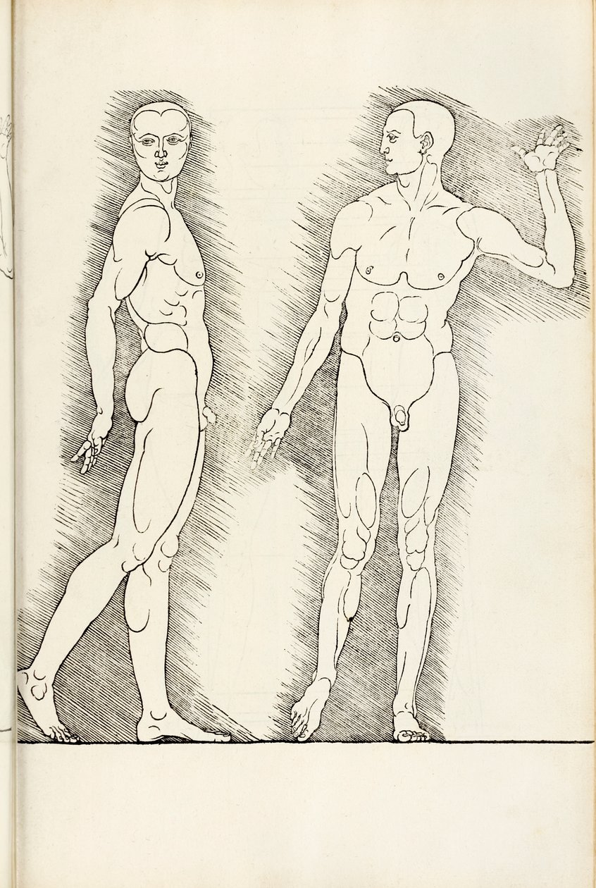 Anatomischer Holzschnitt aus Hierinn sind begriffen vier Bücher von menschlicher Proportion, 1528 von Albrecht Dürer