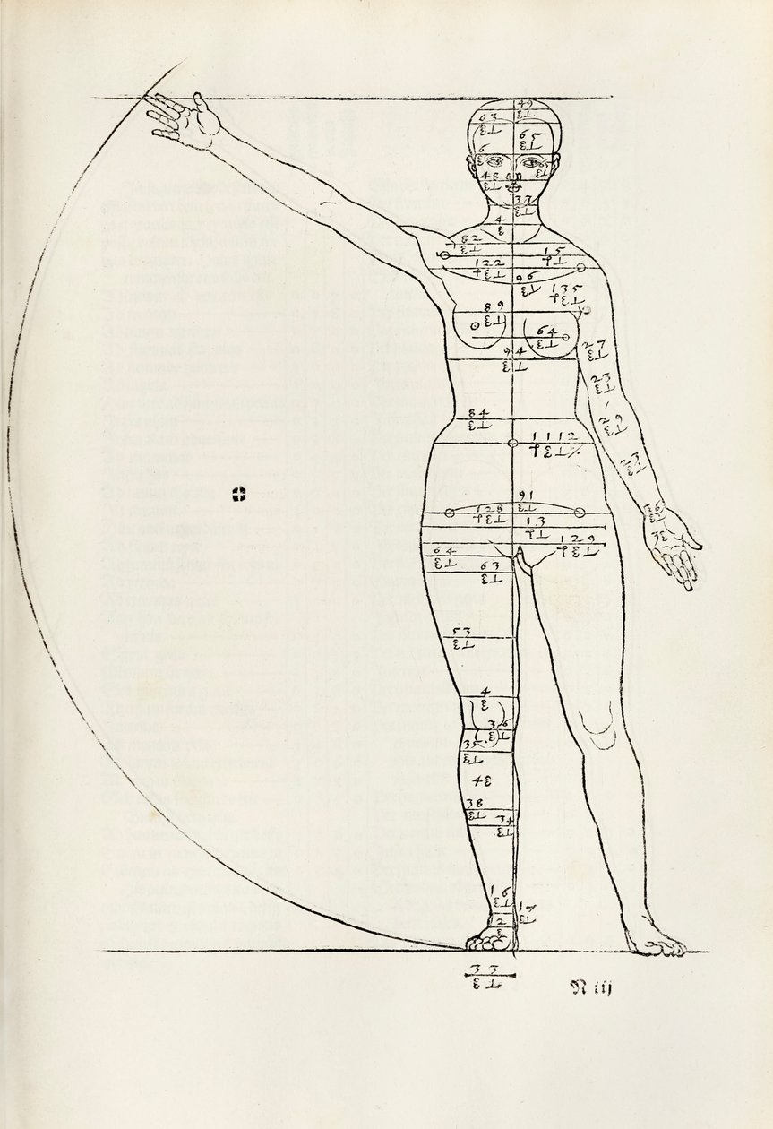 Weiblicher anatomischer Holzschnitt aus 
