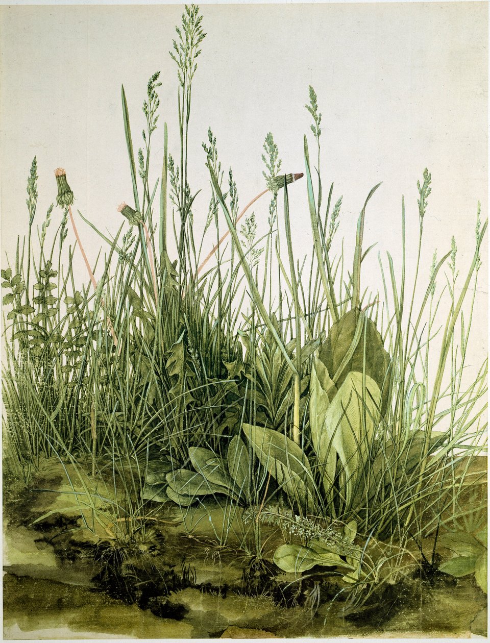 Das Unkraut von Albrecht Dürer