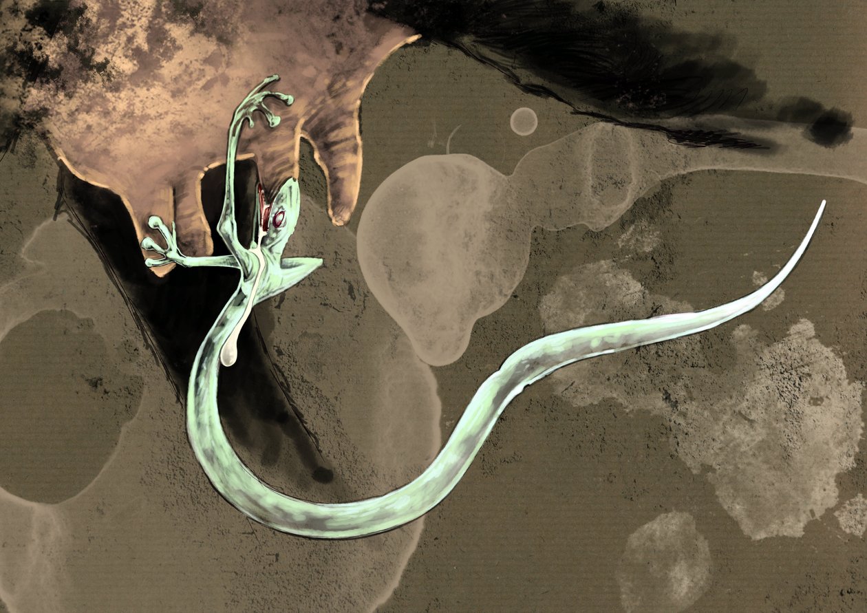 Fantastische Monster und Kreaturen, Kryptozoologie: Darstellung eines Tatzelwurms (oder Wurm mit Pfoten oder Arassas) von Alessandro Lonati