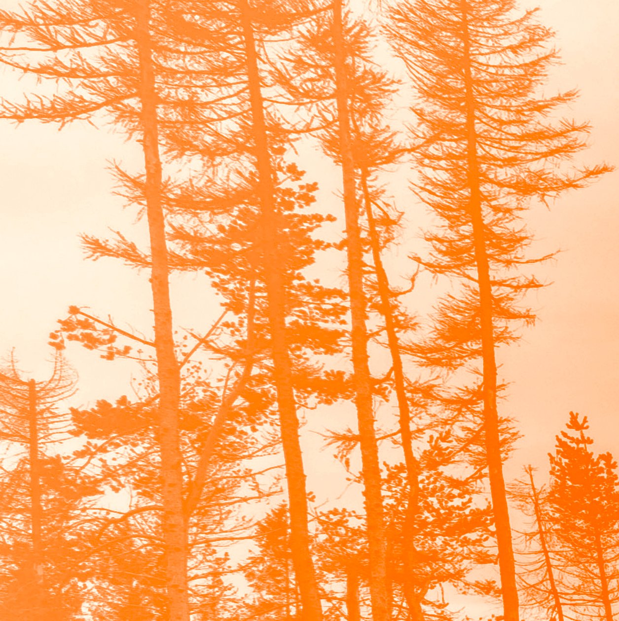 Wenn die Bäume orange wären, 2019 von Alex Caminker