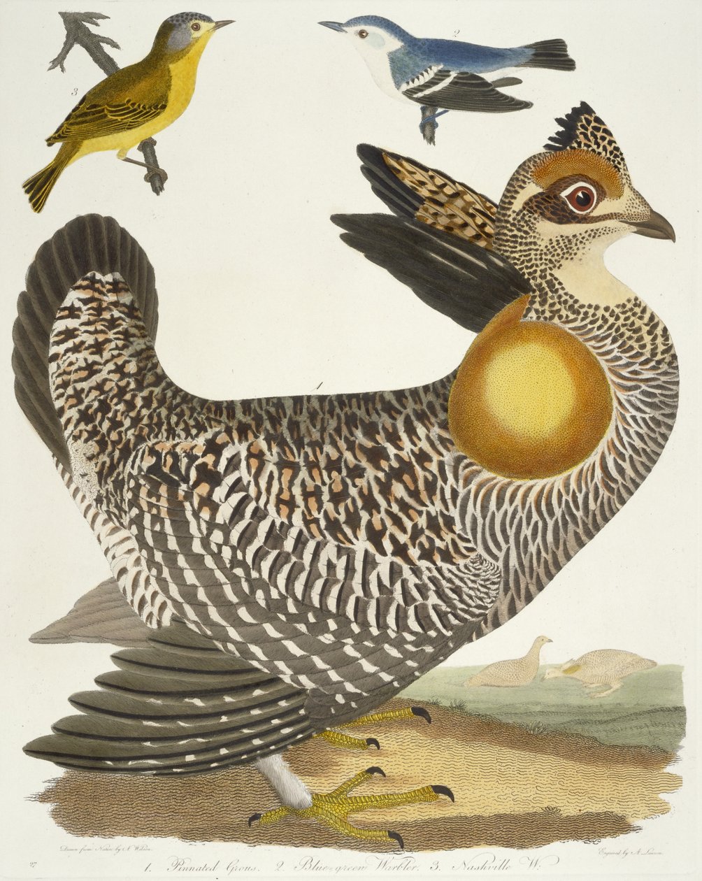 Vögel 27. 1. Präriehuhn. 2. Blaugrüner Waldsänger. 3. Nashville-Waldsänger, 1808-1814 von Alexander Wilson