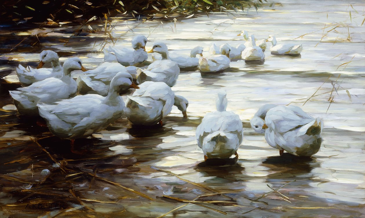 Enten im flachen Schilfwasser von Alexander Koester