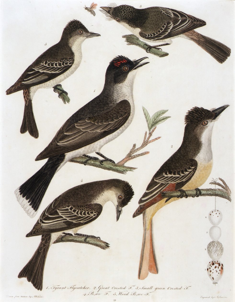 1. Tyrannenfliegenschnäpper. 2. Großer Haubenfliegenschnäpper. 3. Kleiner Grüner Haubenfliegenschnäpper. 4. Pe-We Fliegenschnäpper. 5. Wald Pe-We Fliegenschnäpper (aus dem Buch, Amerikanische Ornithologie) von Alexander Lawson