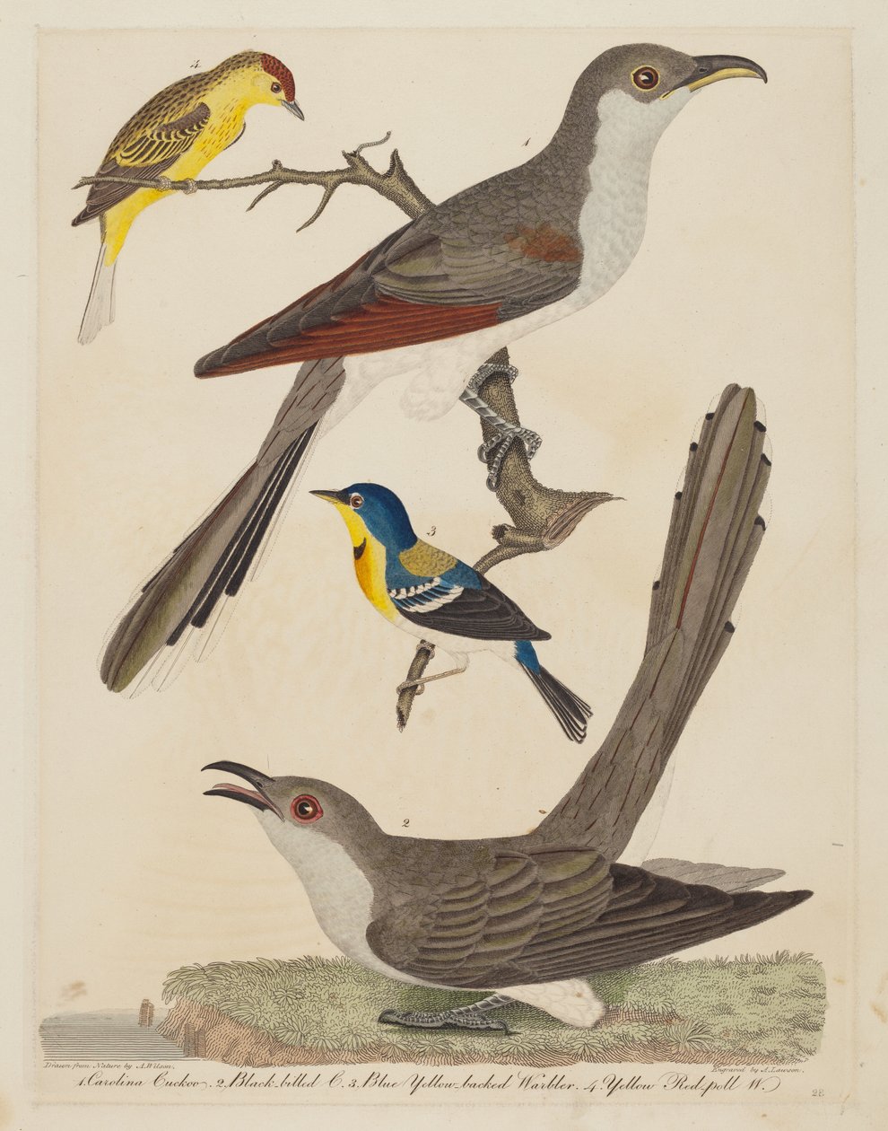 Carolina-Kuckuck, Schwarzschnabelkuckuck, Blau-Gelb-Rücken-Waldsänger und Gelb..., veröffentlicht 1808-1814 von Alexander Lawson