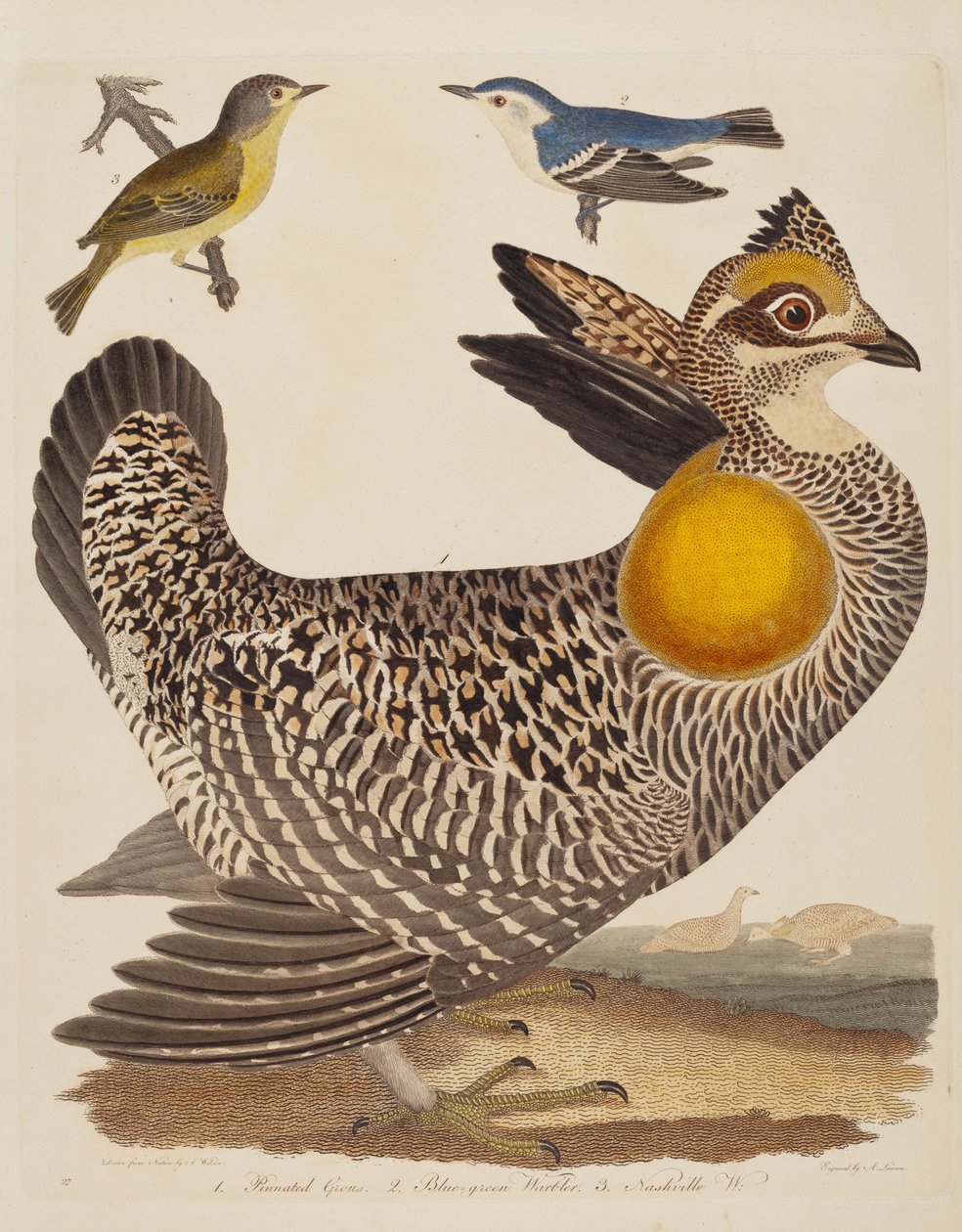 Präriehuhn, Blaugrüner Waldsänger und Nashville-Waldsänger von Alexander Lawson after Alexander Wilson