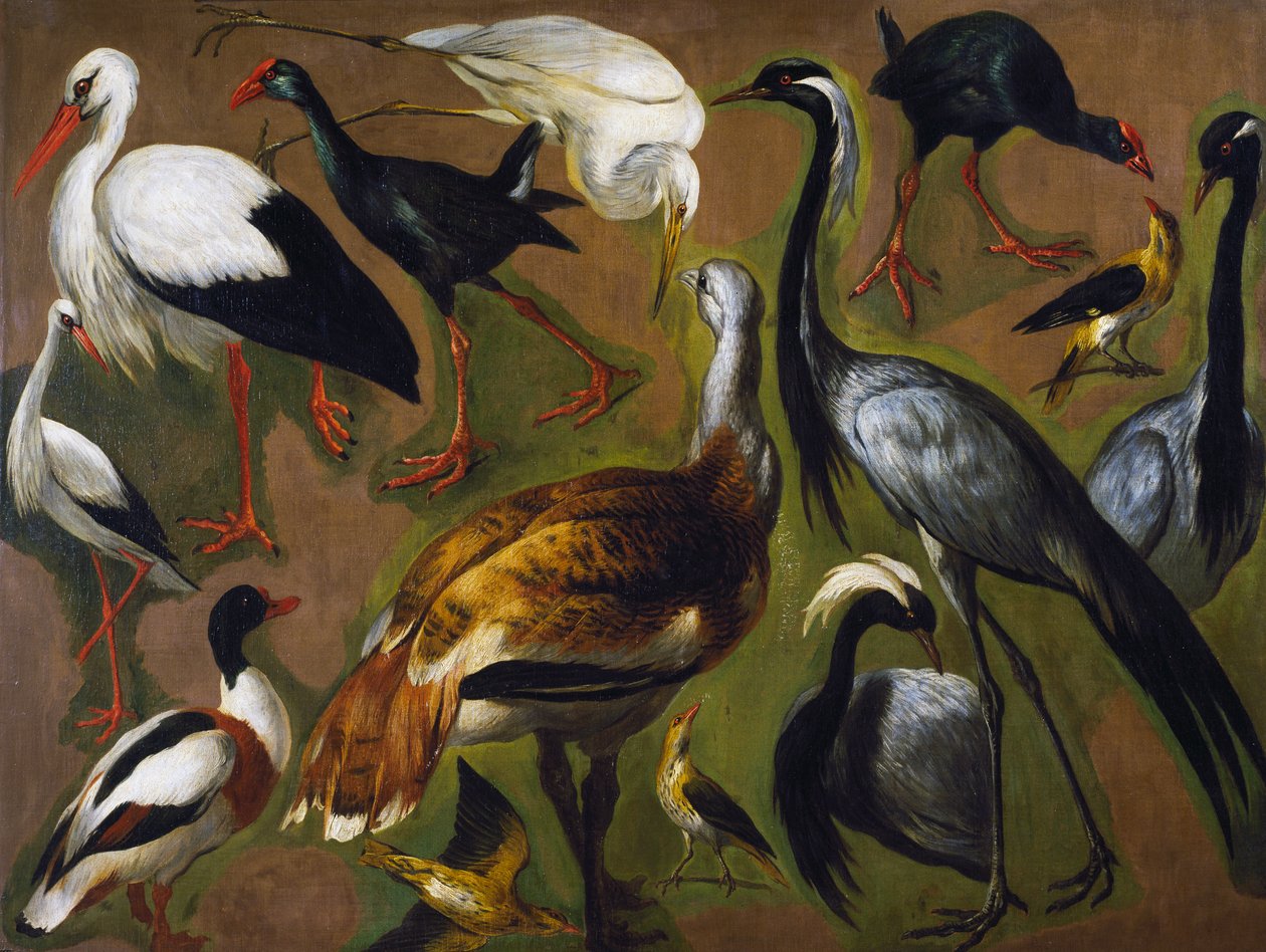 Studie von Vögeln, von Alexandre-Francois Desportes, Frankreich von Alexandre Francois Desportes