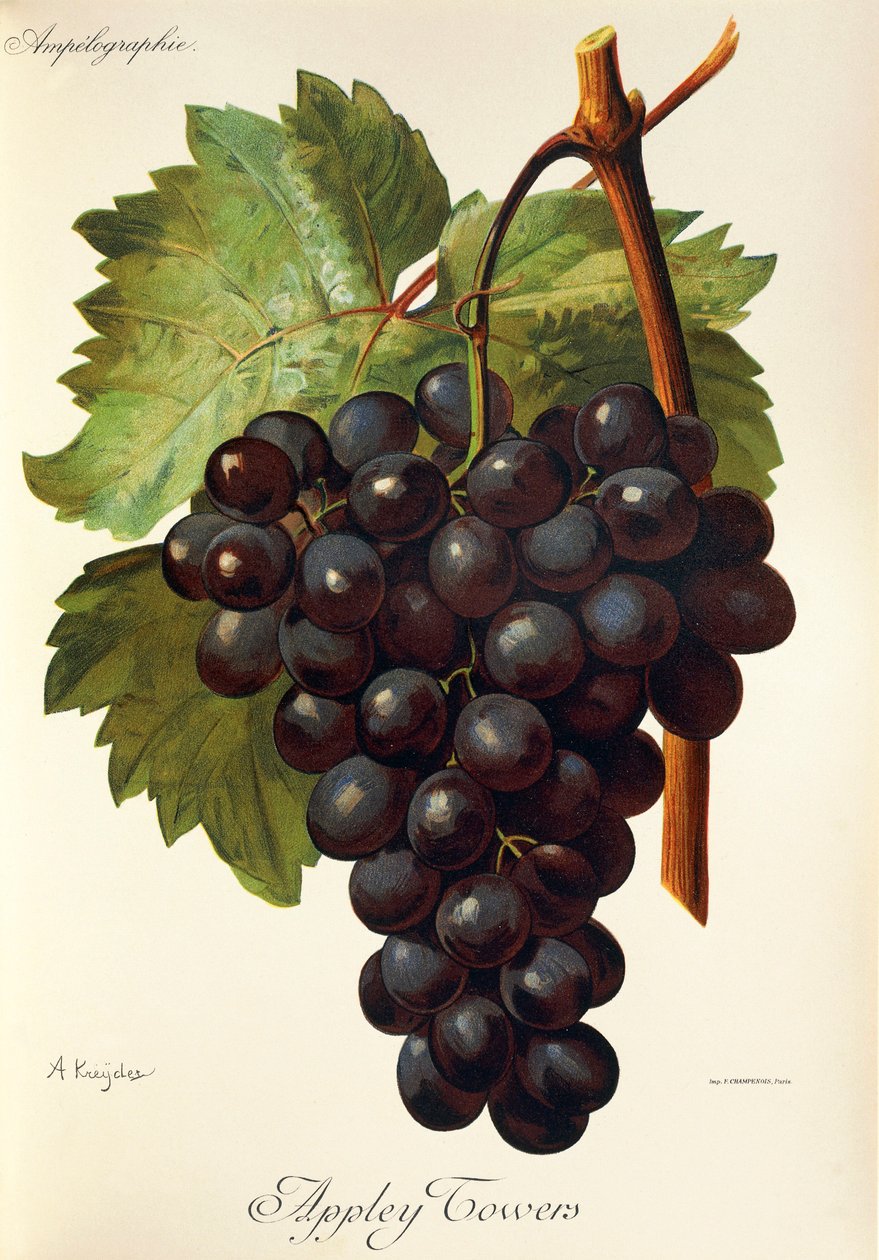 Appley Towers Traube. Illustration von A. Kreyder, Pessione, aus Traite General de Viticulture. Ampelographie von Alexis Kreyder
