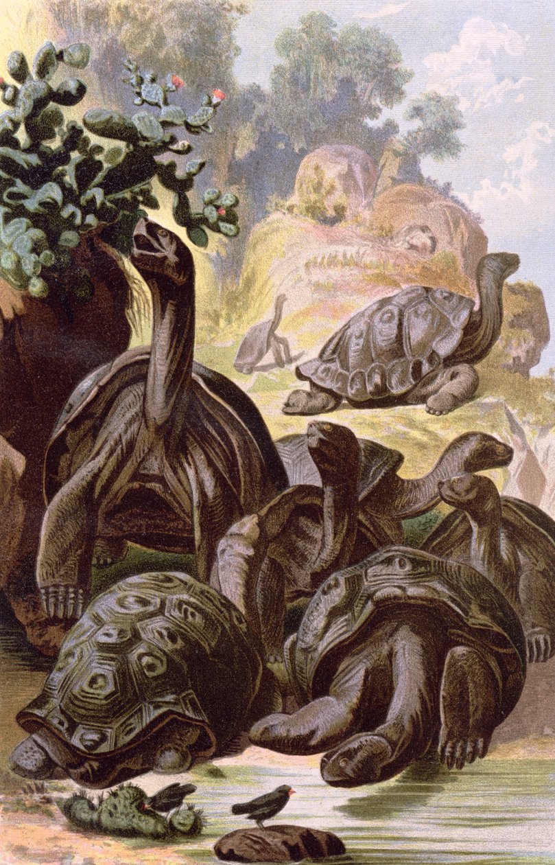 Riesenschildkröten von den Galapagos-Inseln, aus einem naturhistorischen Buch, 1887 von Alfred Brehm