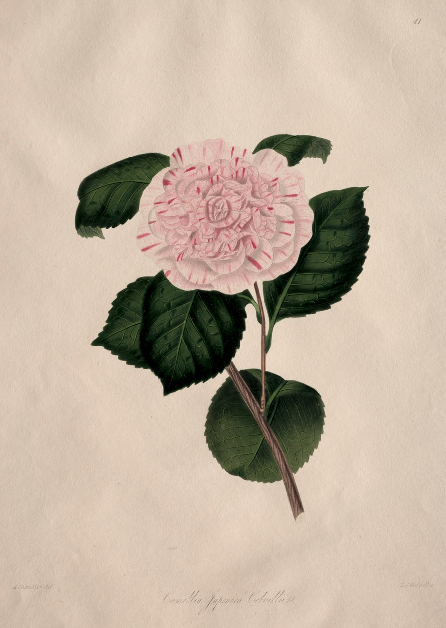 Illustrationen und Beschreibungen der...Natürlichen Ordnung Camellieae: Nr. 41 von Alfred Chandler