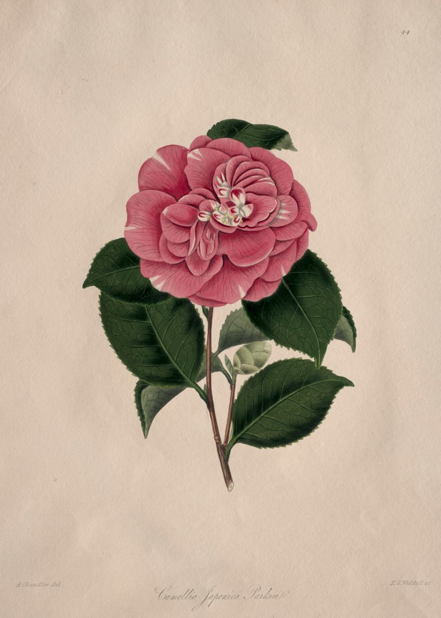 Illustrationen und Beschreibungen der...Natürlichen Ordnung Camellieae: Nr. 44 von Alfred Chandler