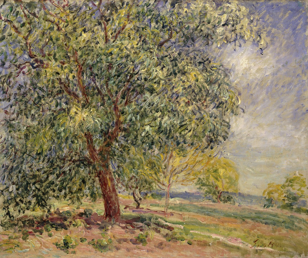 Walnussbaum bei Sablons im Frühling, 1885 von Alfred Sisley