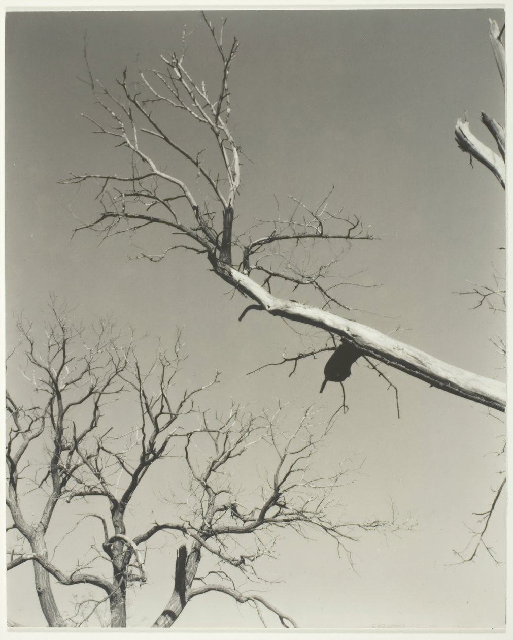 Der sterbende Kastanienbaum—Mein Lehrer, 1927 von Alfred Stieglitz