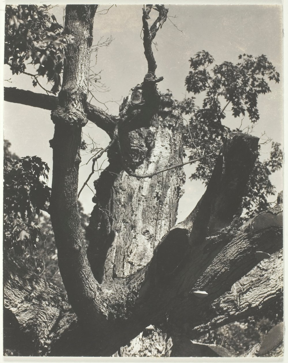 Der alte Ahorn - Lake George von Alfred Stieglitz