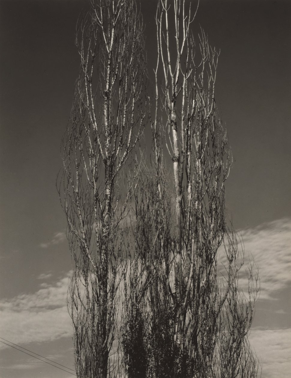 Die zwei Pappeln, Lake George von Alfred Stieglitz