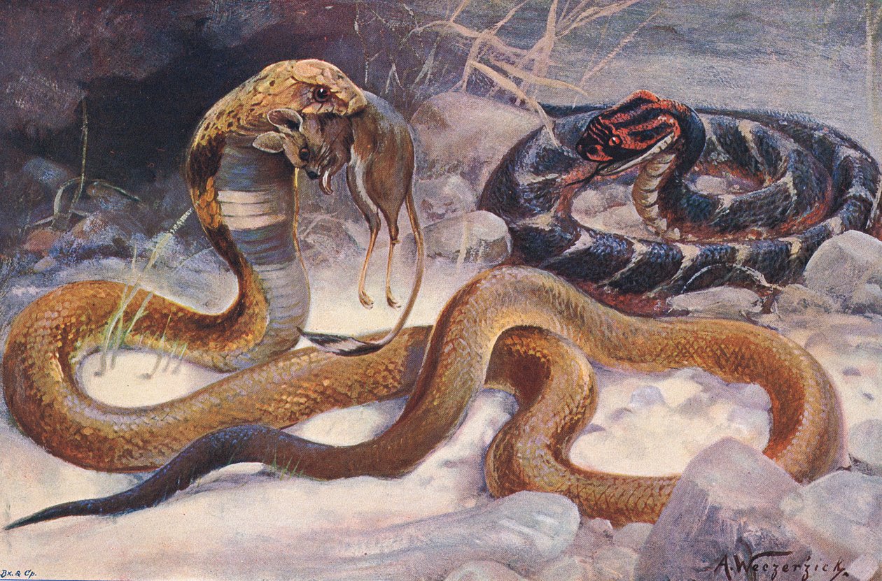 Kobra und Puffotter, Illustration aus 