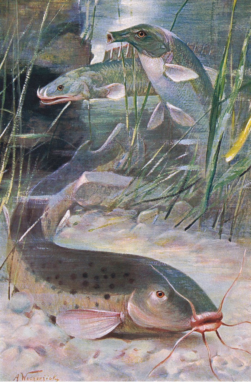 Elektrischer Wels, Bichir, Kofferfisch, Illustration aus 