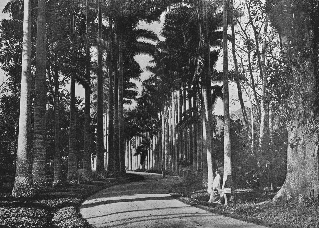 Kohlpalmen in den Peradeniya-Gärten, um 1890, 1910 von Alfred William Amandus Plate