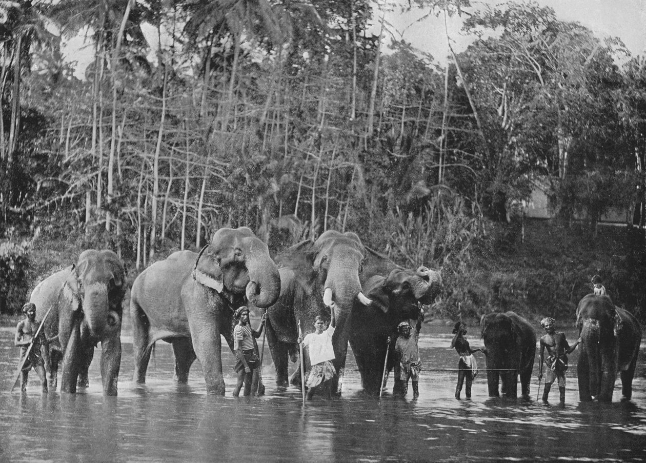 Heilige Elefanten baden im Mahaweli Ganga bei Katugastota, ca. 1890, 1910 von Alfred William Amandus Plate
