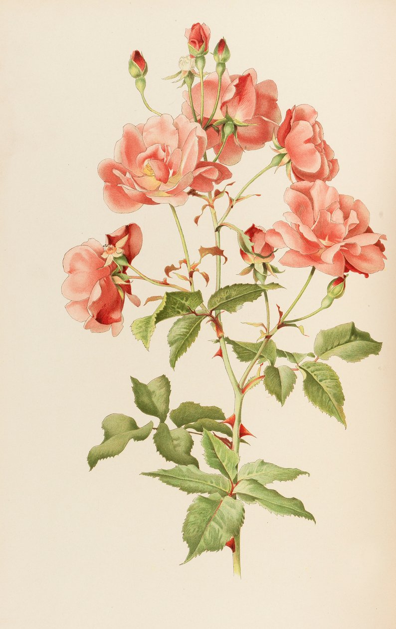 Illustration aus The genus rosa von Ellen Willmott, 1914 von Alfred William Parsons