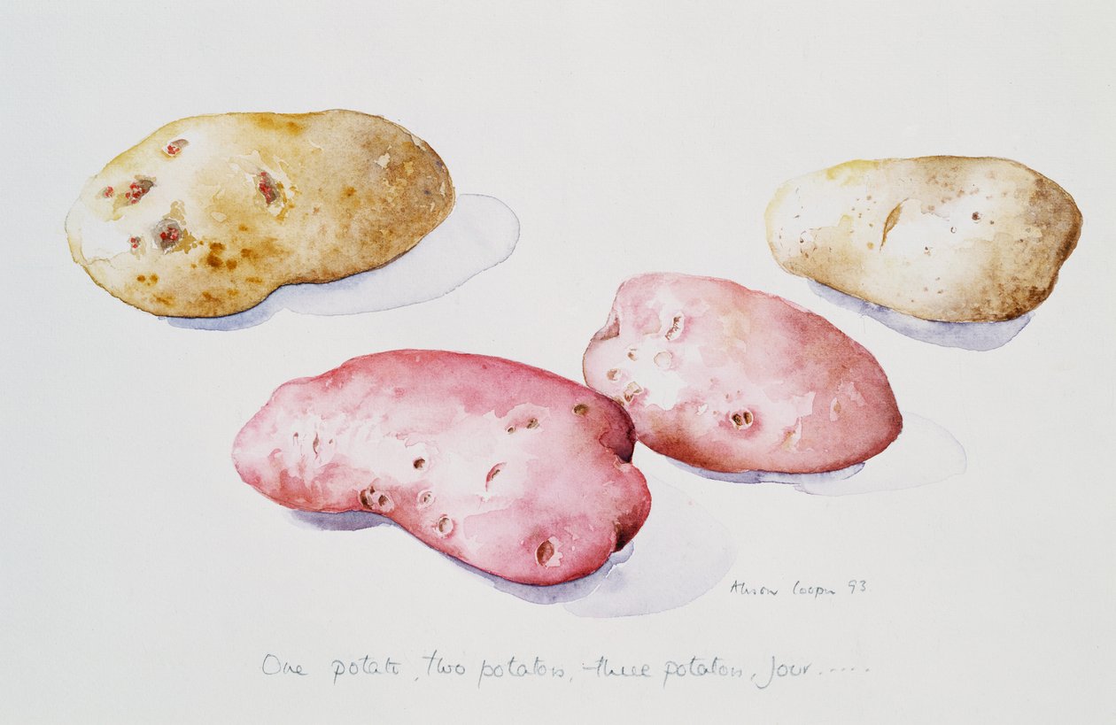 Kartoffelstudie, 1993 von Alison Cooper