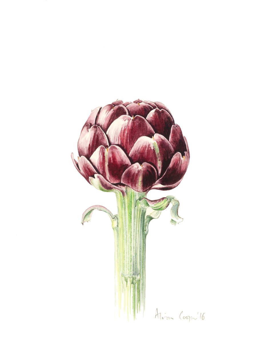 Artischocke vom römischen Markt, 2016 von Alison Cooper