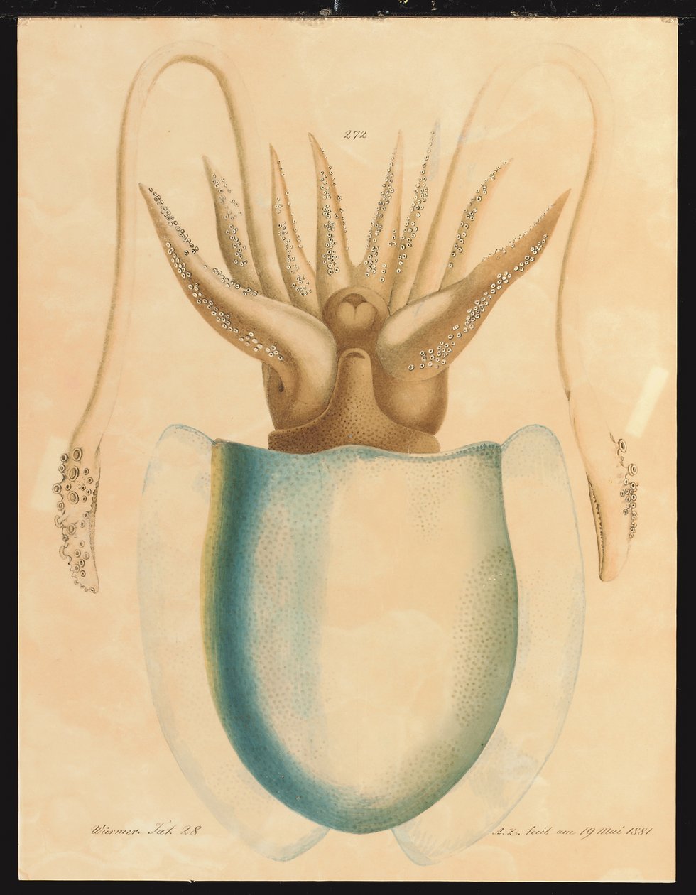Eine Tintenfisch-Studie von Aloys Zötl