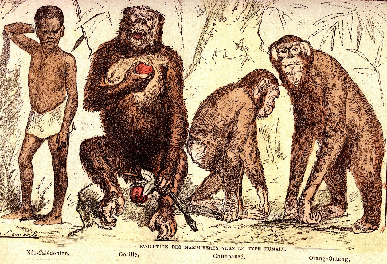 Evolution der Säugetiere zum Menschentyp: Natürliche Schöpfung und Lebewesen (von Jules Rengade). Zeichnung von A. Demarle. 1885 von Alphonse Demarle