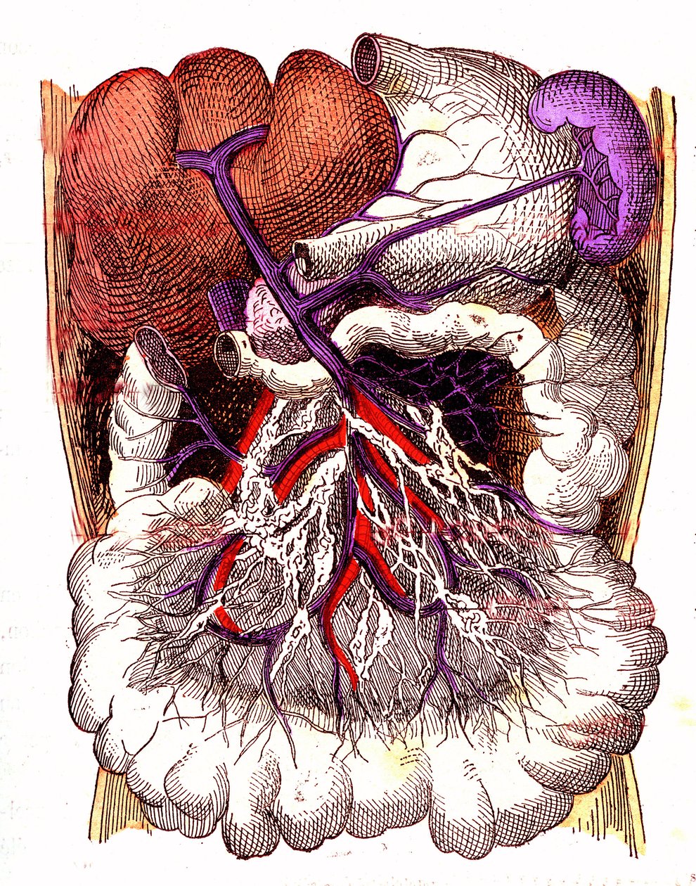 Organe der Darmabsorption - Das normale Leben & Gesundheit von J. Rengade. Zeichnung von A. Demarle 1881 von Alphonse Demarle
