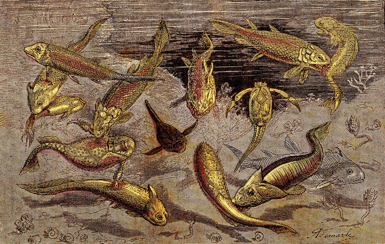 Die Devonische Zeit (Prähistorie) Lebewesen: Der Kampf um das Dasein der Lebewesen. Natürliche Schöpfung. Zeichnung A. Demarle. 1885 von Alphonse Demarle