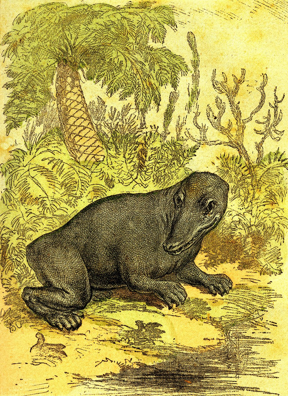 Der Labyrinthodont (Amphibie): Amphibien der Kohlezeit. Natürliche Schöpfung und Lebewesen. Zeichnung A. Demarle 1885 von Alphonse Demarle