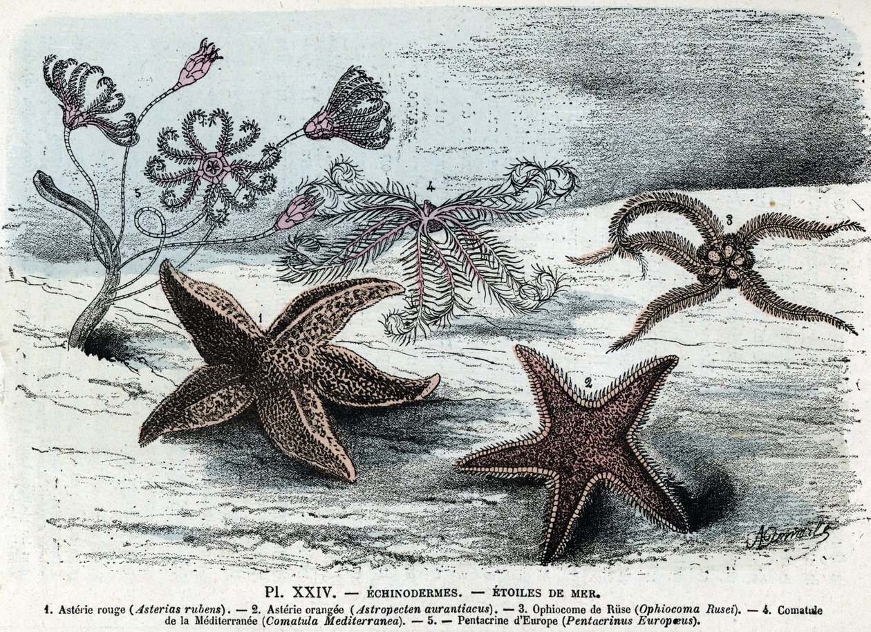 Zoologische Tafel; Seesterne (Asterien, Ophiocoma, Comatum und Pentacrine). Gravur aus „L