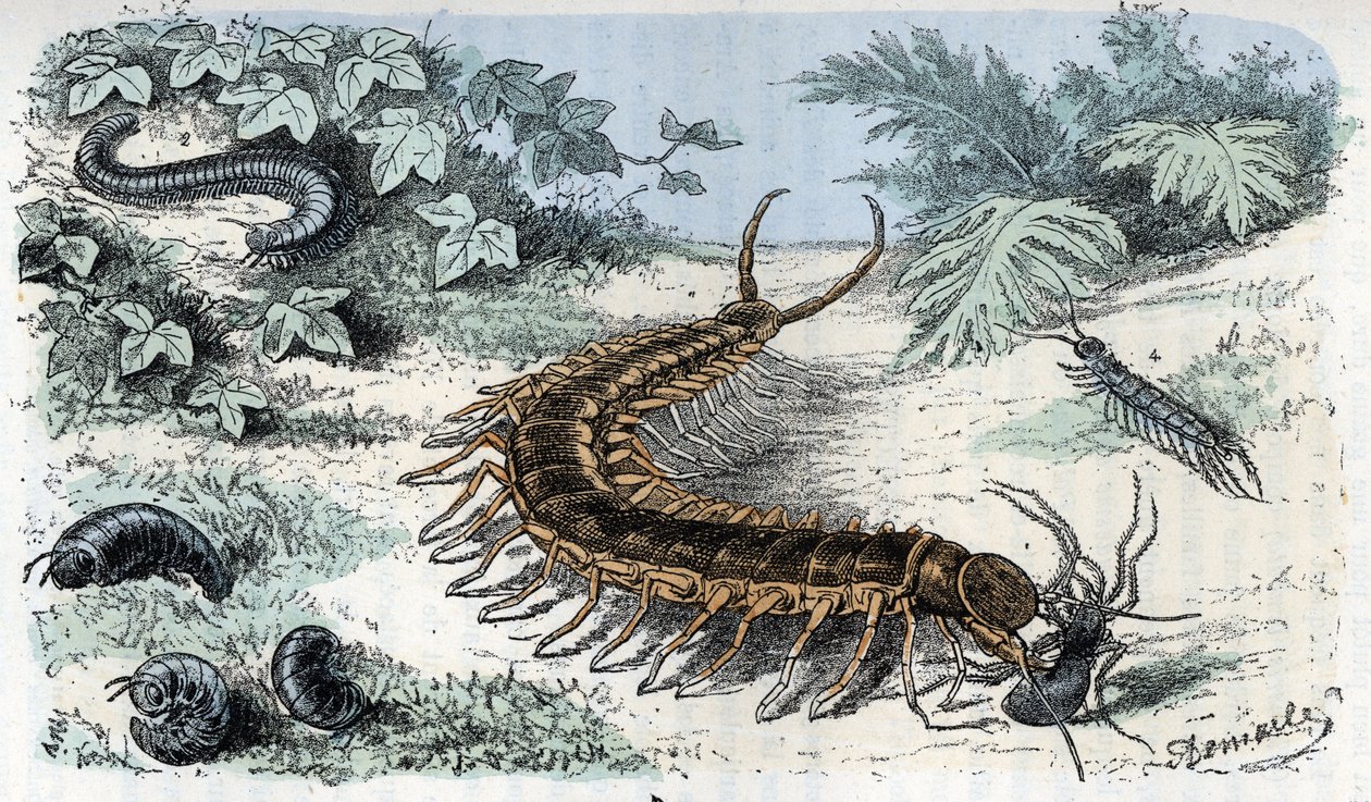 Zoologische Tafel: Insekten Myriapoden (Tausendfüßler oder Hundertfüßler) (Zoologische Platte: Myriapoda) Gravur aus 