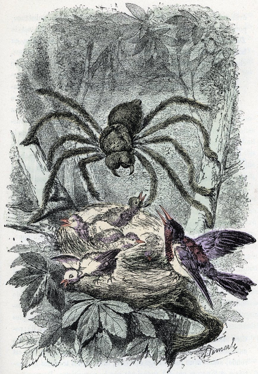 Zoologische Tafel: Arachnid, Avicularia mygalus überrascht ein Vogelnest von Alphonse Demarle