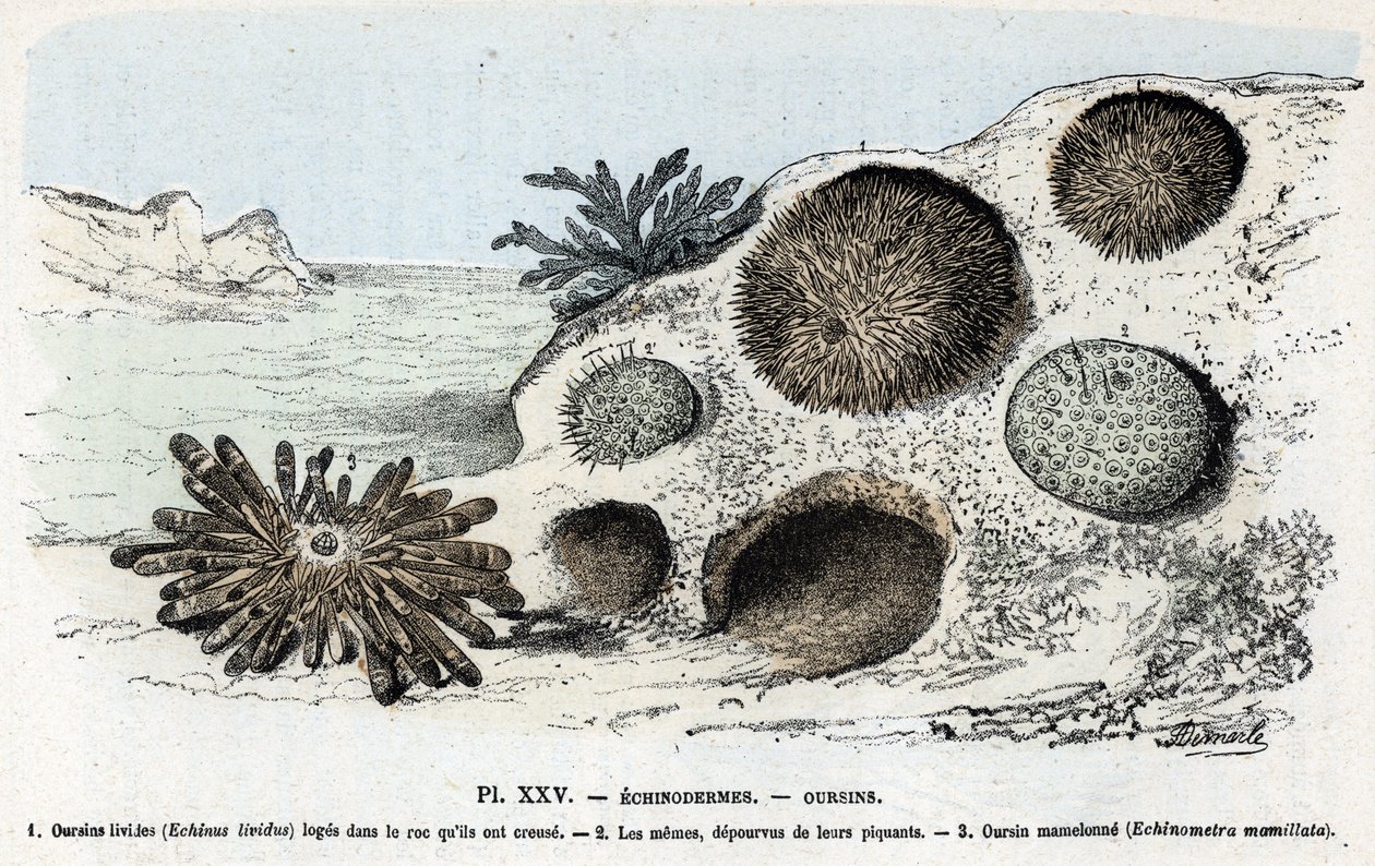 Zoologische Tafel: Seeigel. Gravur aus „L