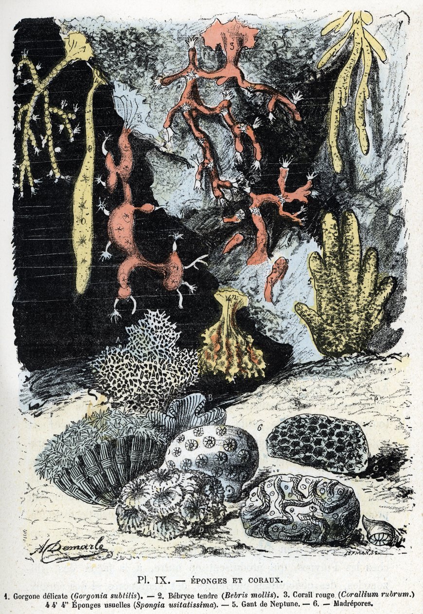 Zoologische Tafel: Schwämme und Korallen (Gorgone, Bebryce, Koralle, Schwämme, Neptun-Handschuh). Gravur aus „L