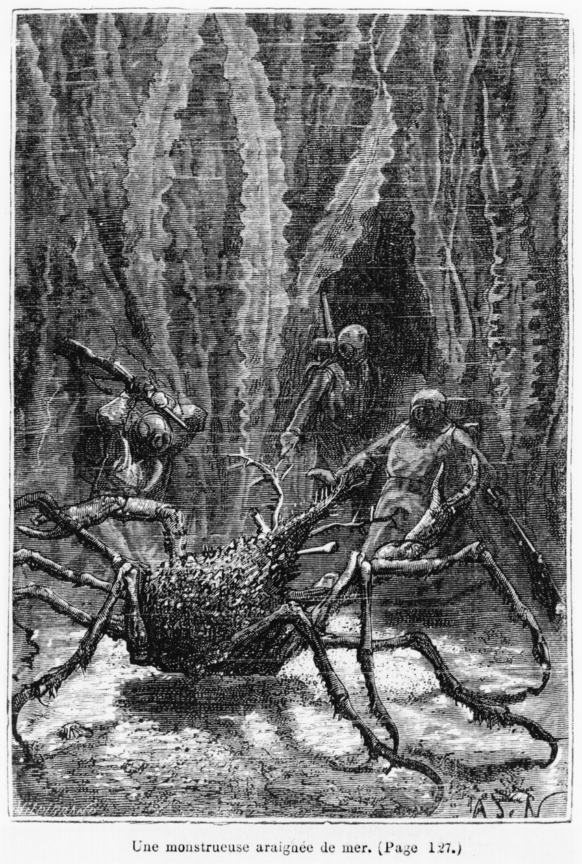 Die Spinnenkrabbe, Illustration aus 