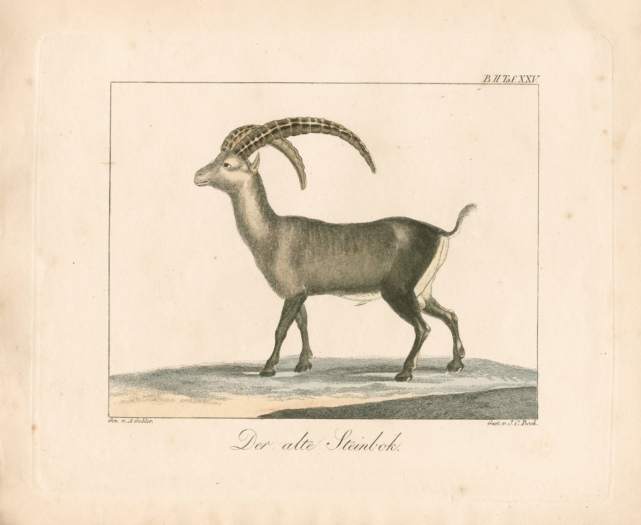 Alpensteinbock von Ambrosius Gabler