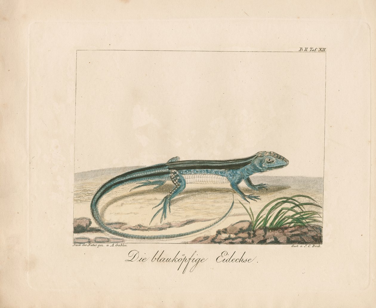 Blaukopf-Skink von Ambrosius Gabler