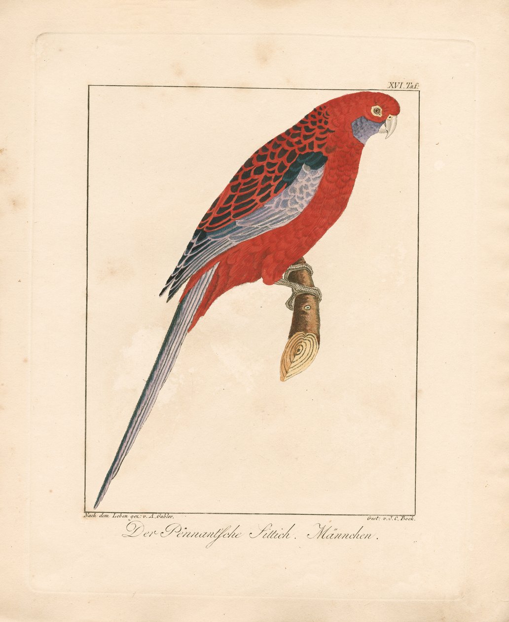 Prachtrosella, Männchen von Ambrosius Gabler