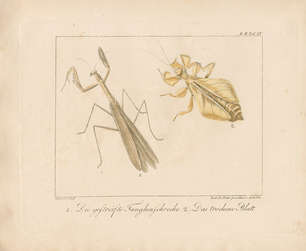 Gottesanbeterin und Wandelndes Blatt von Ambrosius Gabler