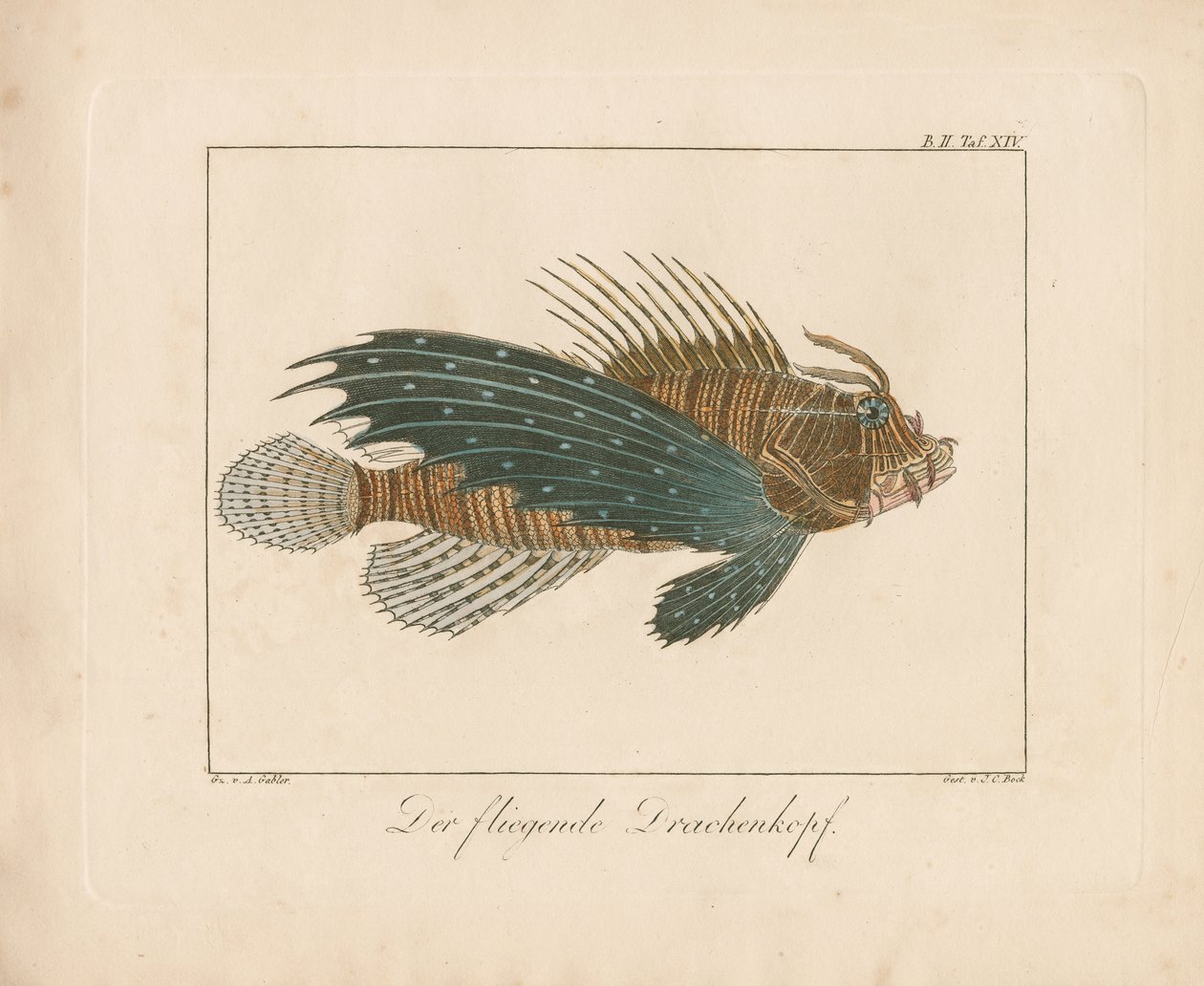 Roter Drachenkopf von Ambrosius Gabler