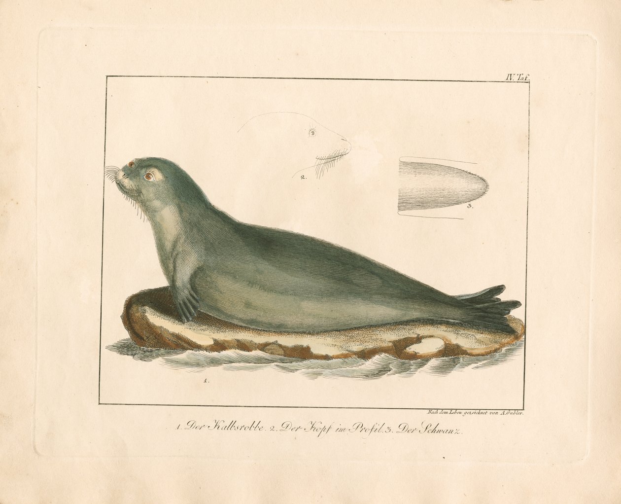 Der Harpune mit anatomischen Details von Ambrosius Gabler