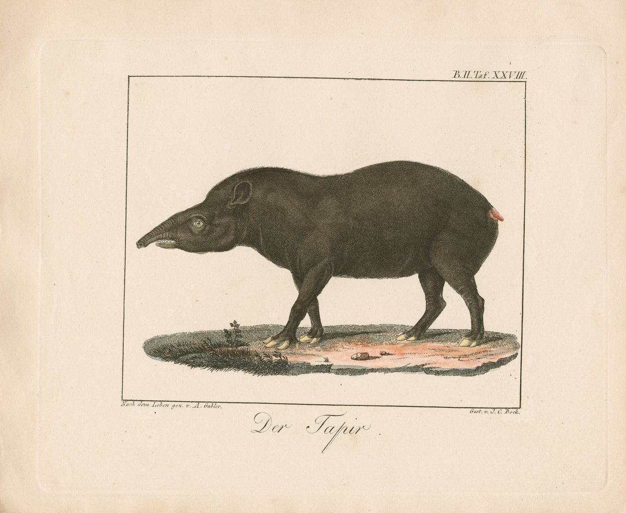 Der Tapir von Ambrosius Gabler