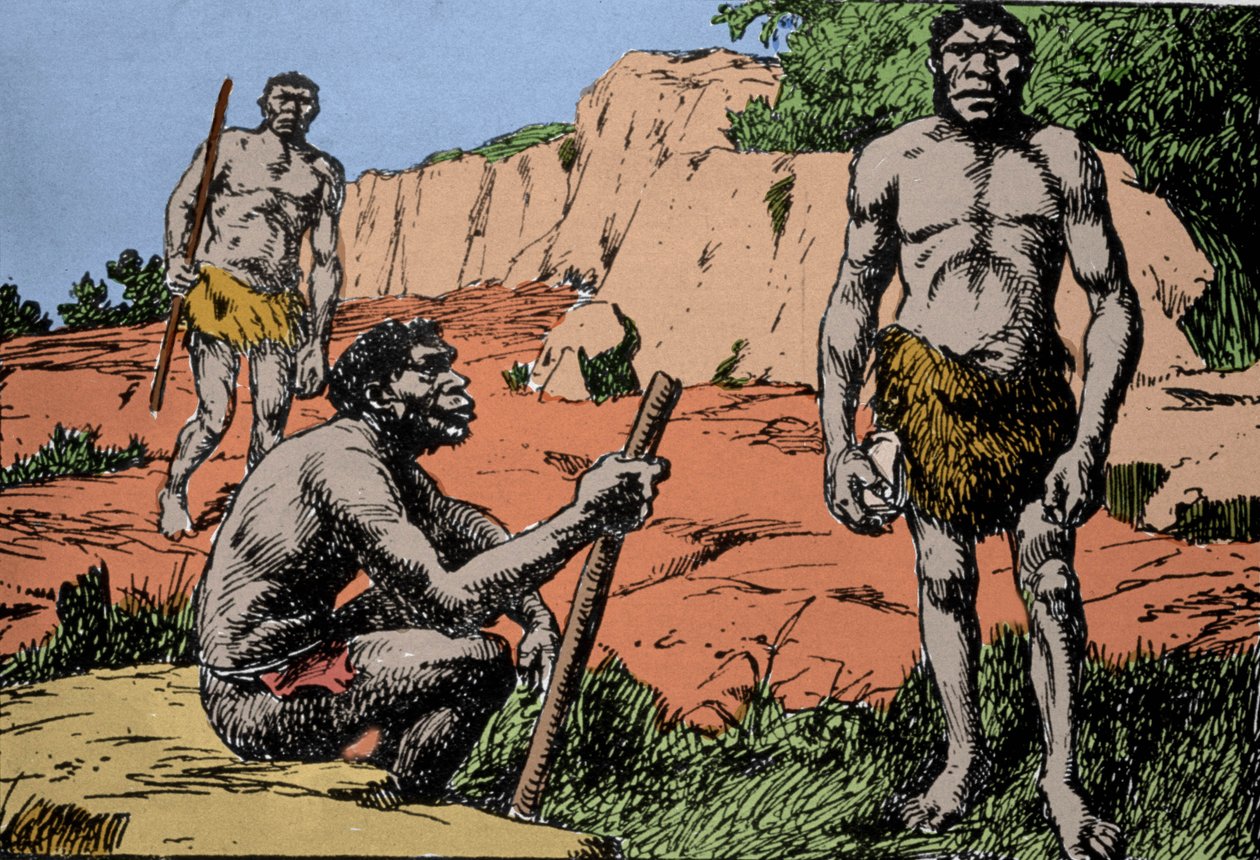 Prähistorie: Darstellung von Homo rhodesiensis oder Mann von Broken Hill, Vorfahre von Homo sapiens, dessen Fossilien in Rhodesien (heutiges Sambia in Afrika) entdeckt wurden. Zeichnung von A. Forestier. DR von Amedee Forestier