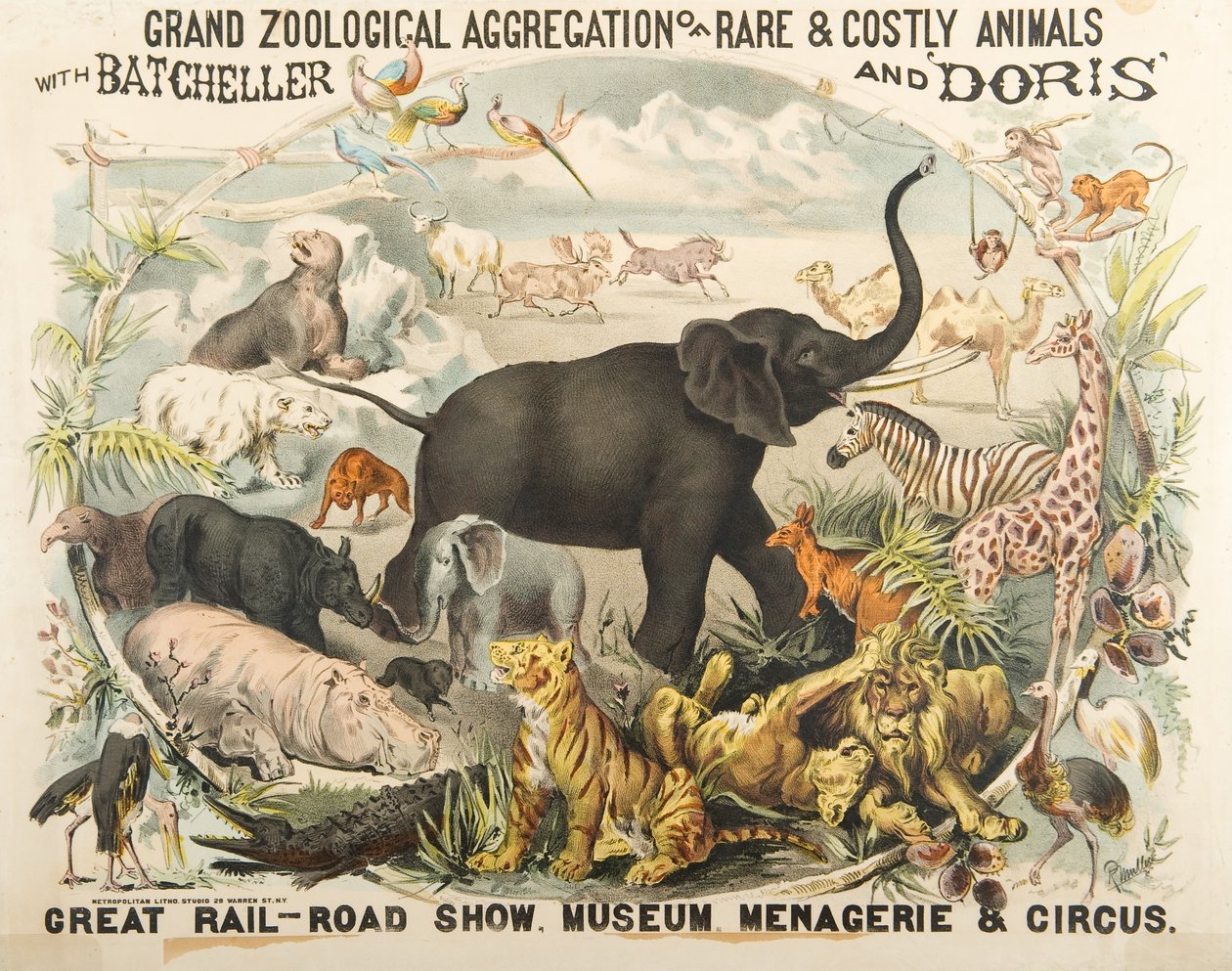 Große zoologische Sammlung seltener und kostbarer Tiere mit Batcheller und Doris von American School